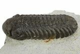 Bargain, Austerops Trilobite - Nice Eye Facets #311068-1